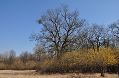 Loranthus europaeus