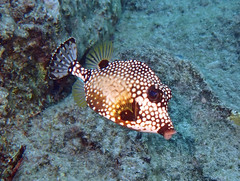 Lactophrys triqueter