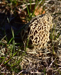 Morchella esculenta
