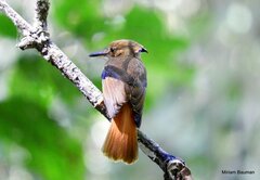 Onychorhynchus coronatus