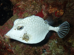 Lactophrys triqueter