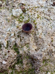 Geoscypha violacea