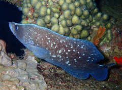 Rypticus saponaceus