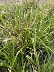 Cyperus virens
