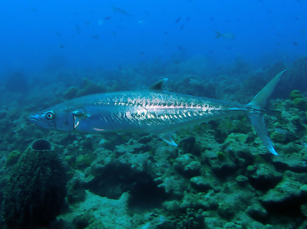 King Mackerel