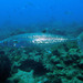 King Mackerel - Photo (c) Sylvain Le Bris, some rights reserved (CC BY-NC), uploaded by Sylvain Le Bris