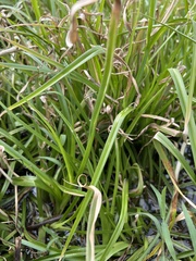 Cyperus virens