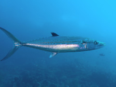 Scomberomorus regalis