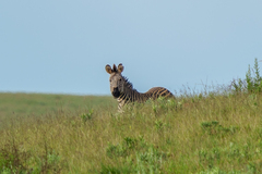 Equus quagga crawshayi