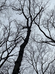 Agrobacterium radiobacter