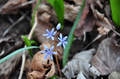 Scilla vindobonensis