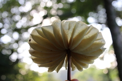 Marasmius mbalmayoensis