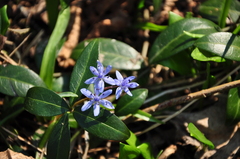 Scilla vindobonensis