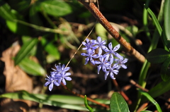 Scilla vindobonensis