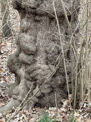 Agrobacterium radiobacter