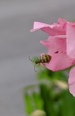 Diabrotica speciosa