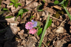 Pulmonaria officinalis