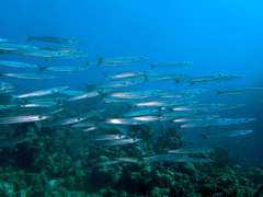 Sphyraena borealis