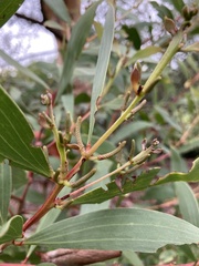 Acacia leiocalyx