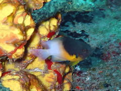 Stegastes partitus