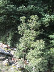 Quercus coccifera