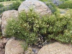 Ephedra chilensis