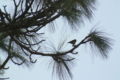 Peucedramus taeniatus