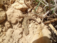 Tarentola angustimentalis