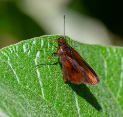Miltomiges cinnamomea