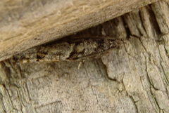 Pseudexentera spoliana