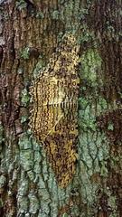 Thysania agrippina