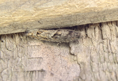 Pseudexentera spoliana