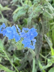 Cynoglossum amabile