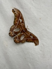 Rothschildia aricia