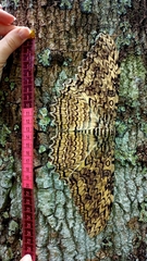 Thysania agrippina