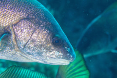 Sciaena umbra