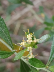 Baccharis microdonta