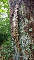 Thysania agrippina