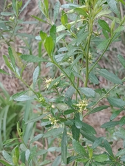 Baccharis microdonta