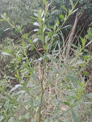 Baccharis microdonta