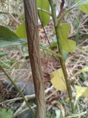 Baccharis microdonta