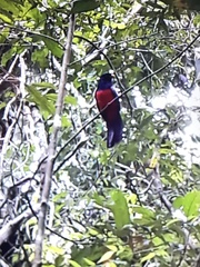 Trogon clathratus