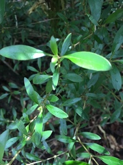 Coprosma propinqua