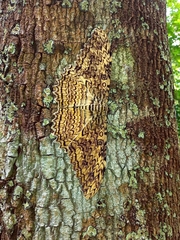 Thysania agrippina