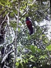 Trogon clathratus