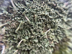 Cladonia fimbriata