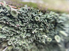 Cladonia fimbriata