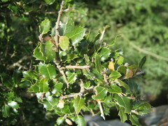 Quercus coccifera