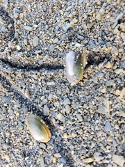 Nodularia douglasiae