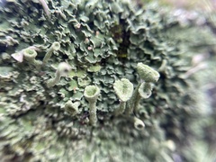 Cladonia fimbriata